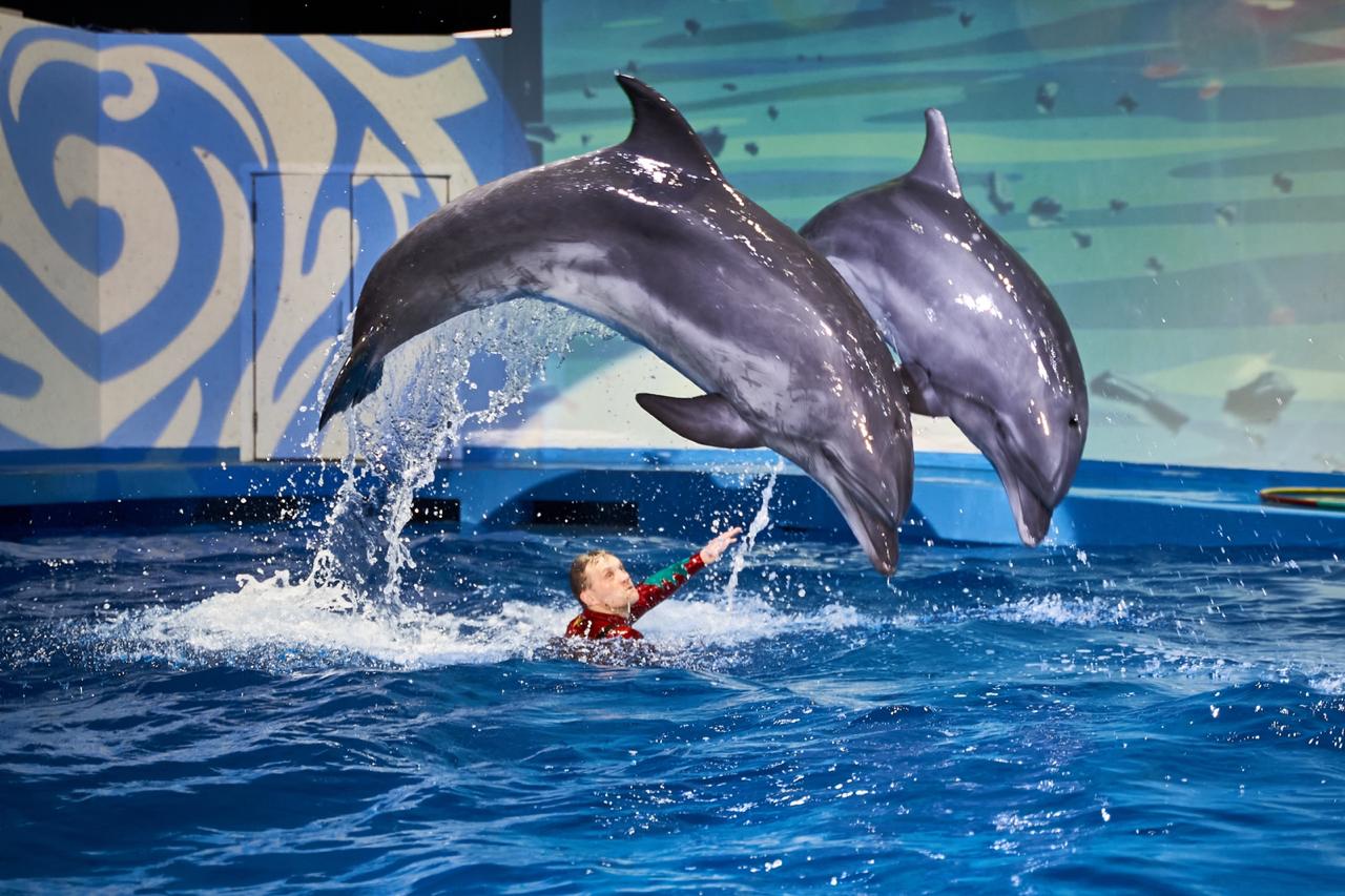 Океанариум Екатеринбург Купить Билеты На Шоу Дельфинов